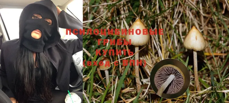 Галлюциногенные грибы Psilocybe  Буйнакск 